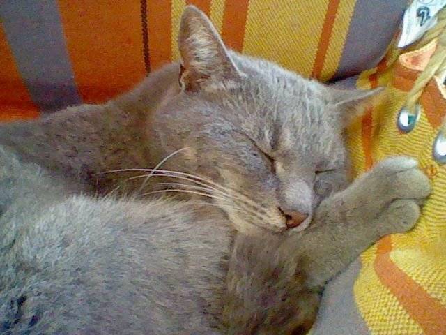 Grizzli - Mâle (8 ans)