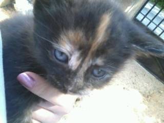 Louloute - (2 mois)
