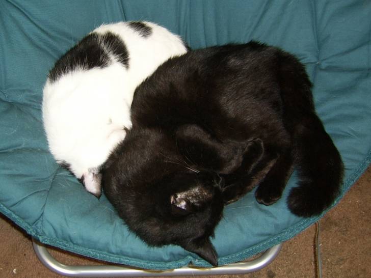 Damian and Domino -