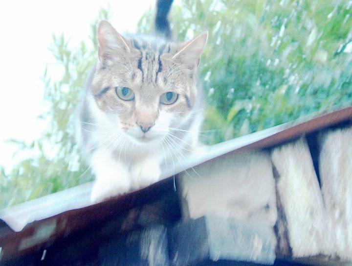 Chacha - Mâle (5 ans)