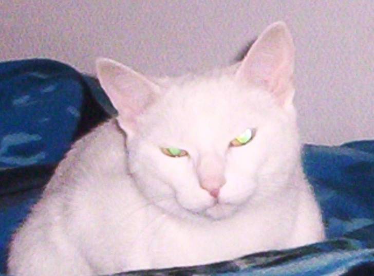 Le Chat - (12 ans)