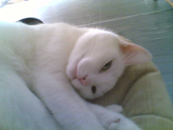 Le Chat - (12 ans)