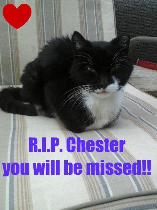 Chester - Mâle (3 ans)