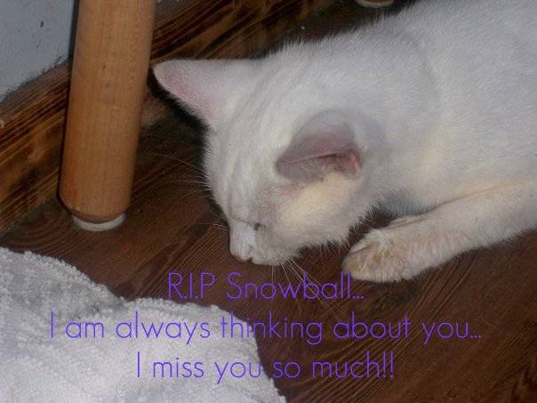 Snowball - (2 ans)