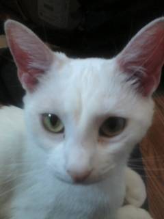 Cuddles - (4 ans)
