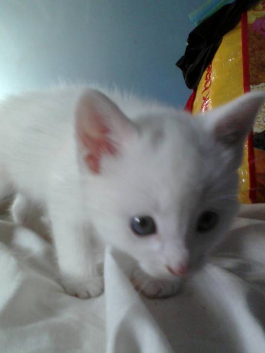 Spaz - (11 mois)