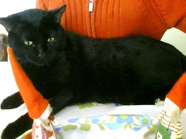 Fou - Mâle (2 ans)