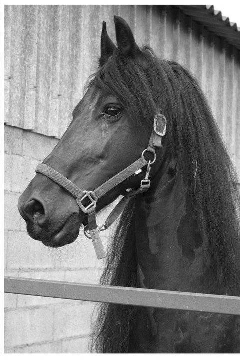 Diablo (mec) - Mâle (12 ans)