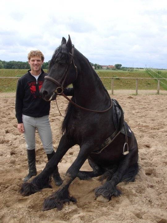 Diablo (mec) - Mâle (12 ans)