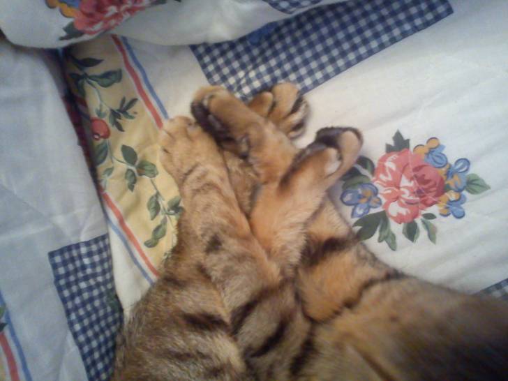 Dora, sac à pattes - (12 ans)