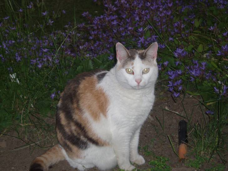 Bubbles - (11 ans)