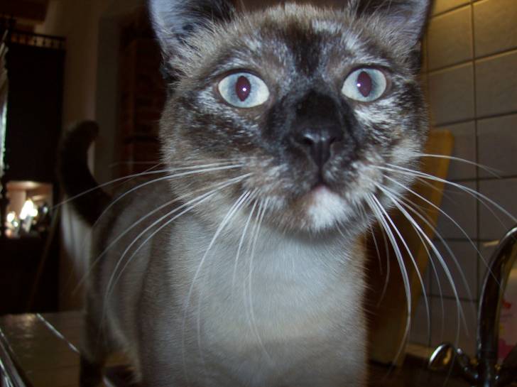 prunelle - (3 ans)