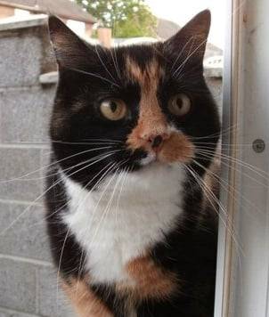 Misty - (8 ans)