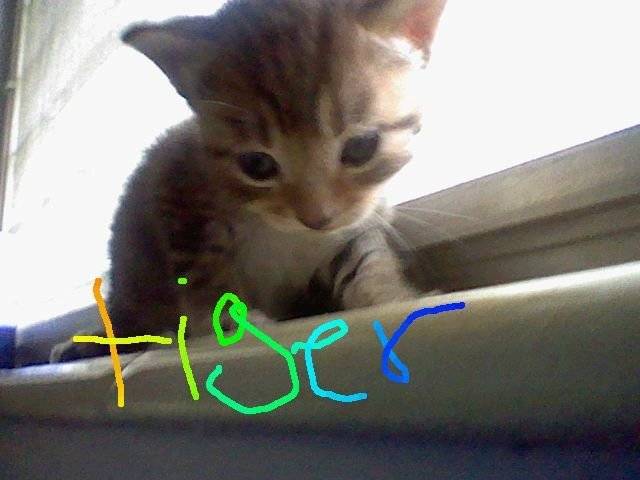 TIGER - Mâle (1 an)