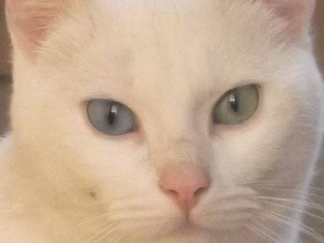 Bianca - (2 ans)