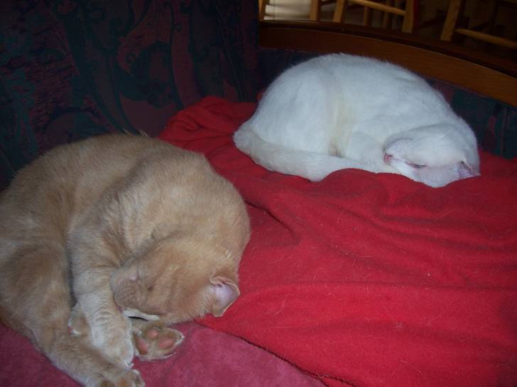 chamalow et Bianca -