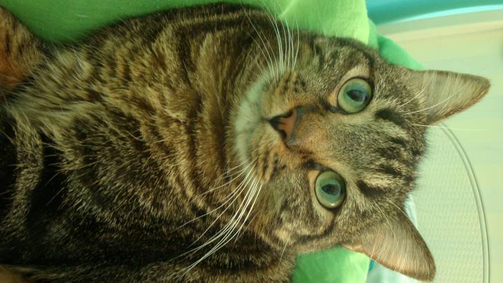 Tigger :) - Mâle (3 ans)