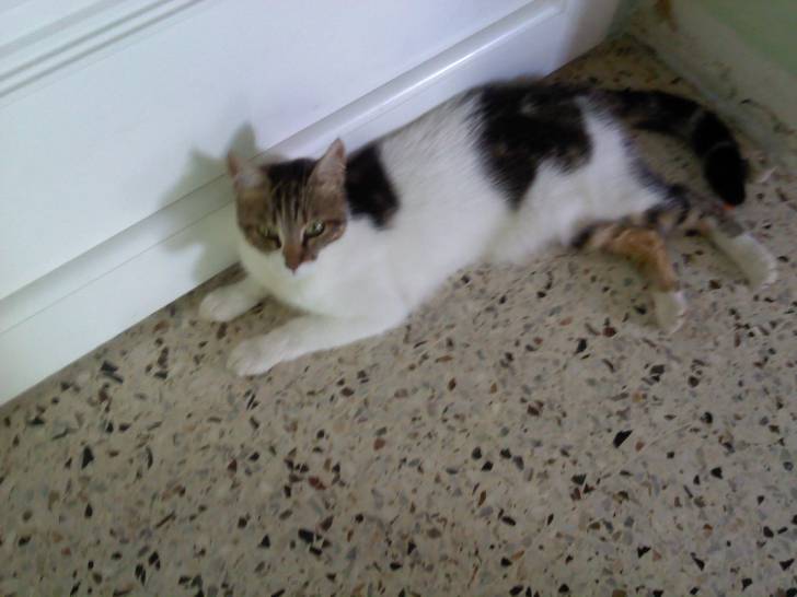 Pinneupe - (3 ans)