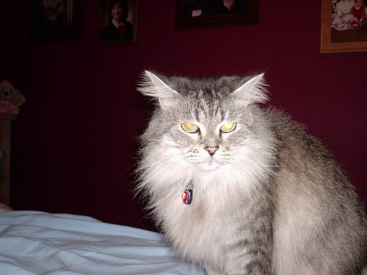 Misty - (14 ans)