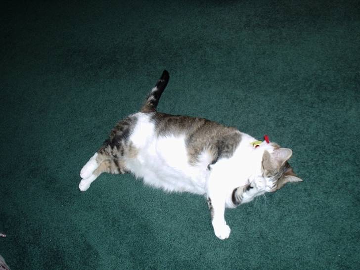 Abby - (2 ans)