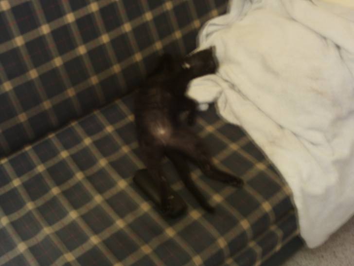 Xena - (3 ans)