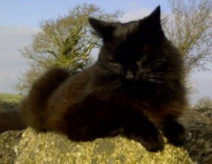 Metsi - Mâle (13 ans)