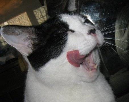 Patches - Mâle (11 ans)