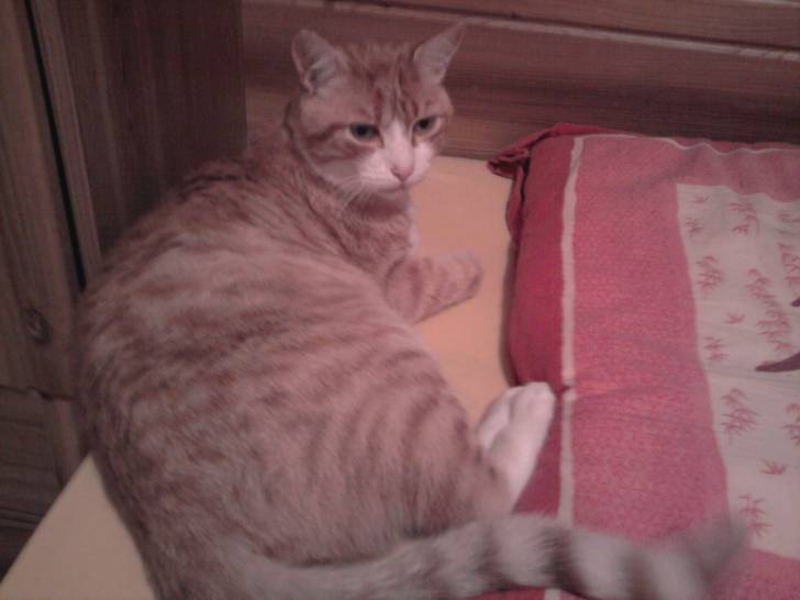 Clochette - Mâle (9 ans)
