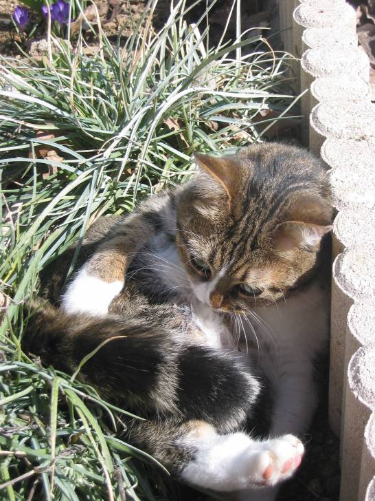 Kitty - (1 an)