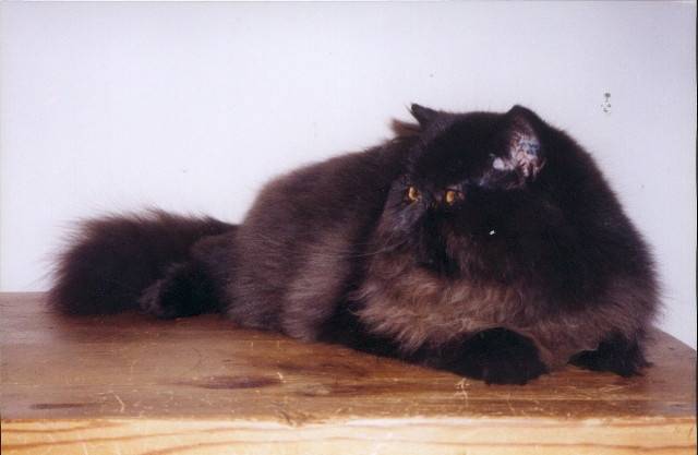 Chanel - (4 ans)