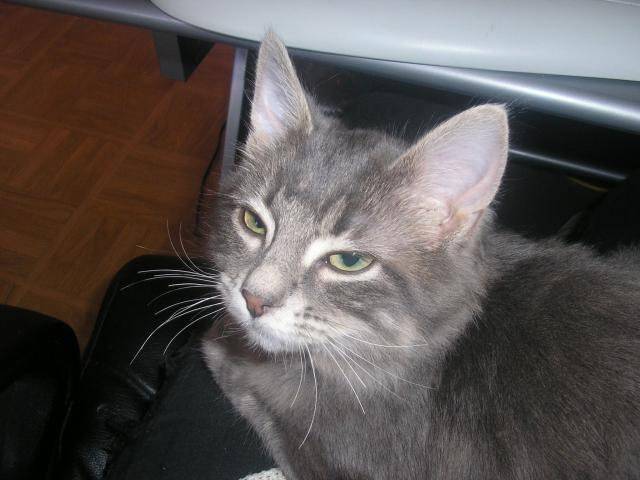 Princesse - (4 ans)