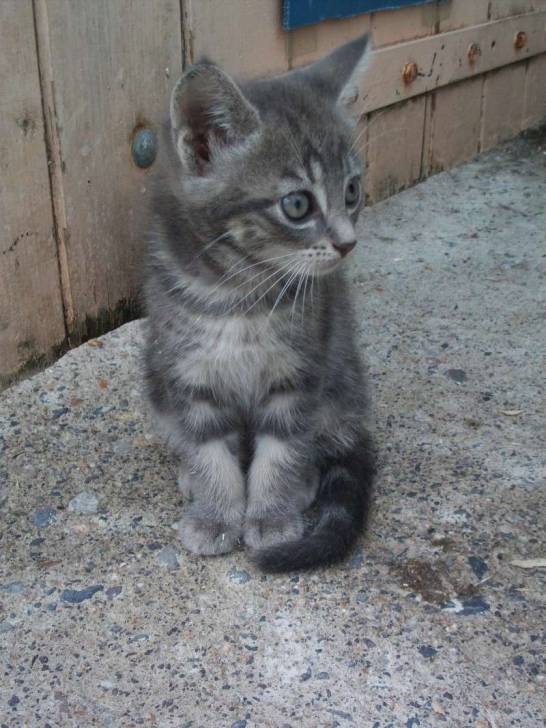 Bina - (2 mois)