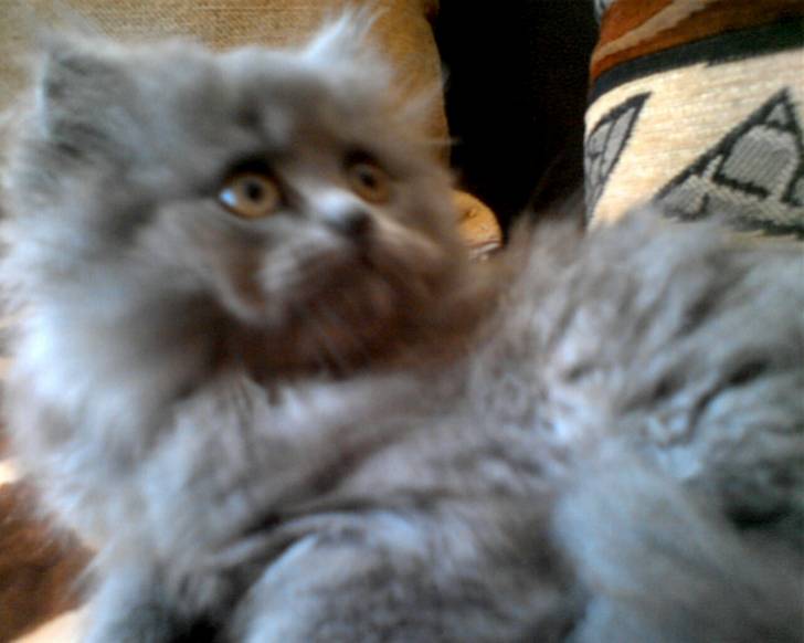 Chanel - (3 mois)