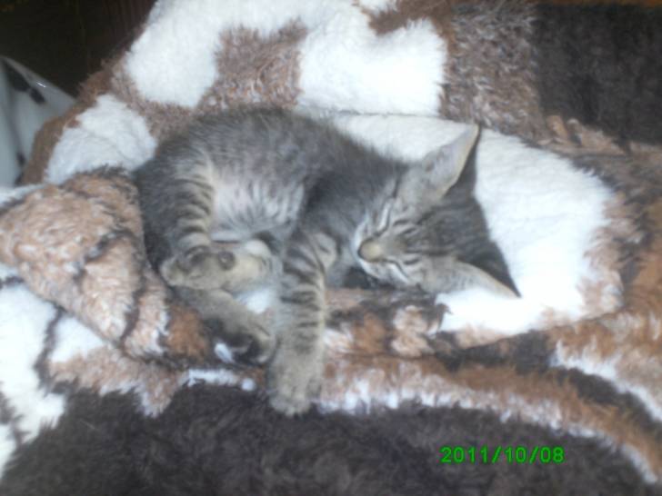 Morgan - Mâle (5 mois)
