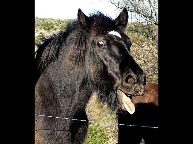 basile - Mâle (13 ans)