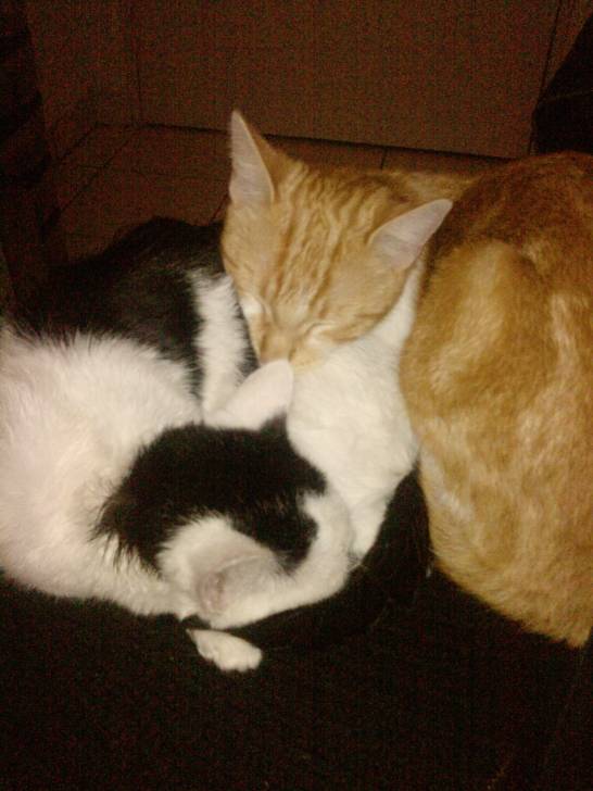 poupoune et mimine -