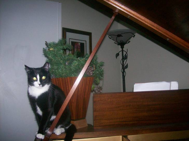 Taeko - Mâle (3 ans)