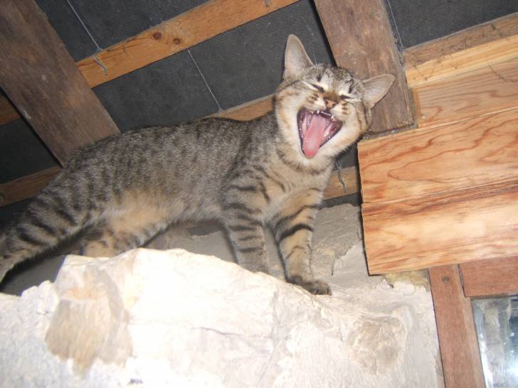 Edelweiss - (3 ans)
