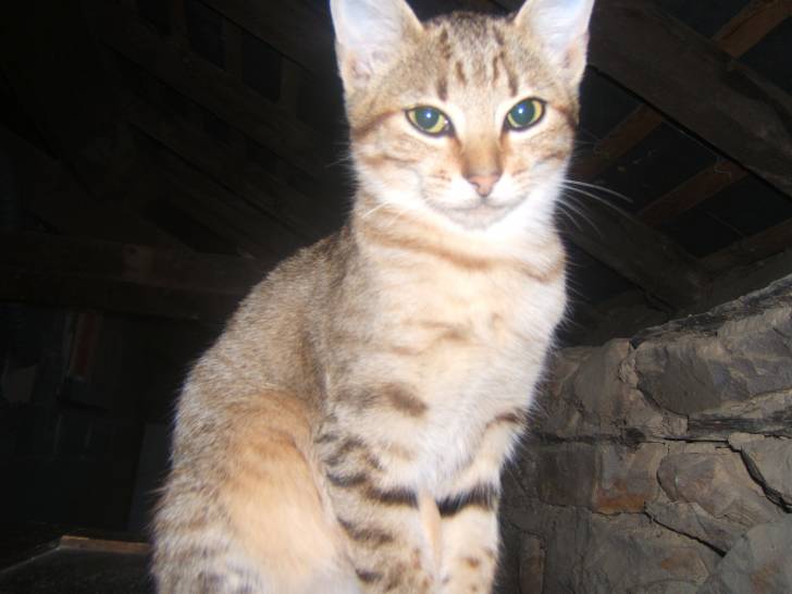 Cannelle - (3 ans)