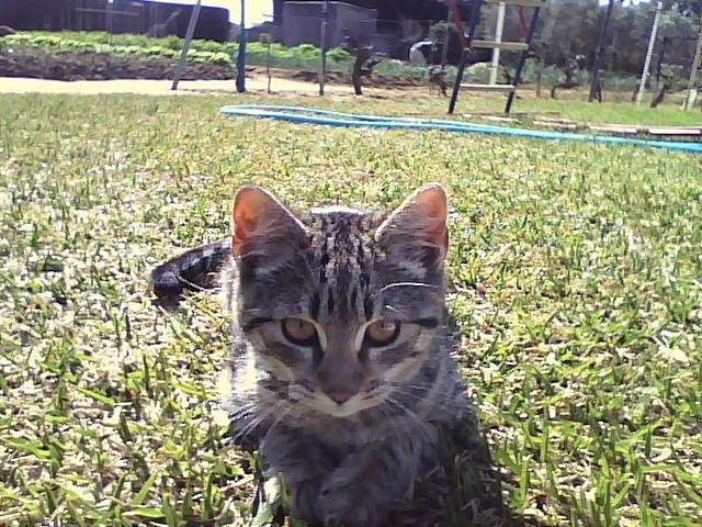 Missy - (11 mois)