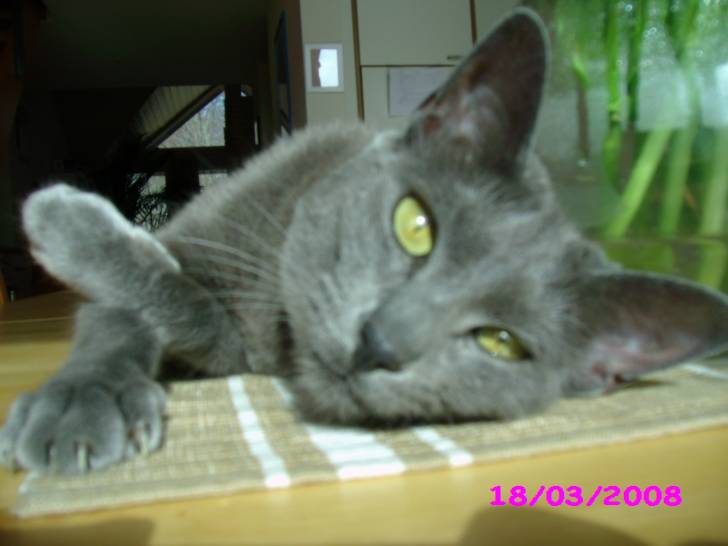 zazi - (4 ans)
