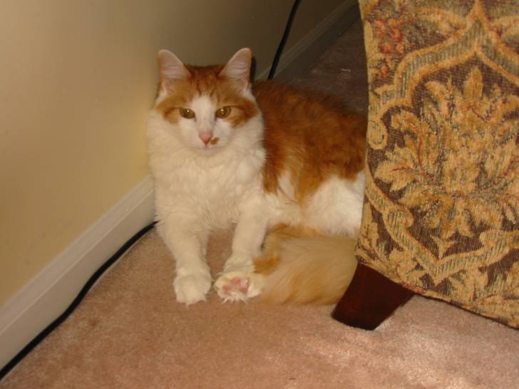 Trixie - (13 ans)
