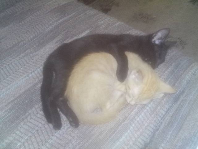 Tigger and Otter - Mâle