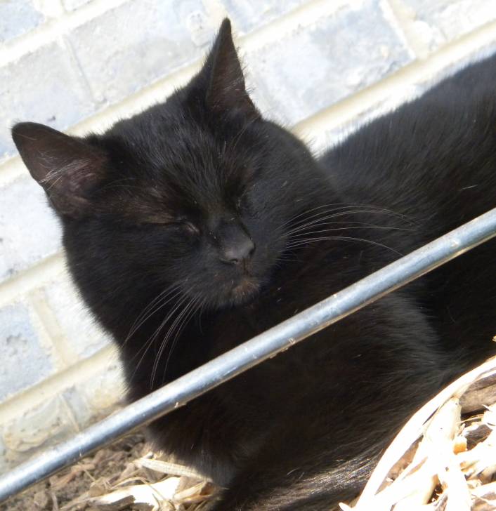 Shadow - (6 ans)
