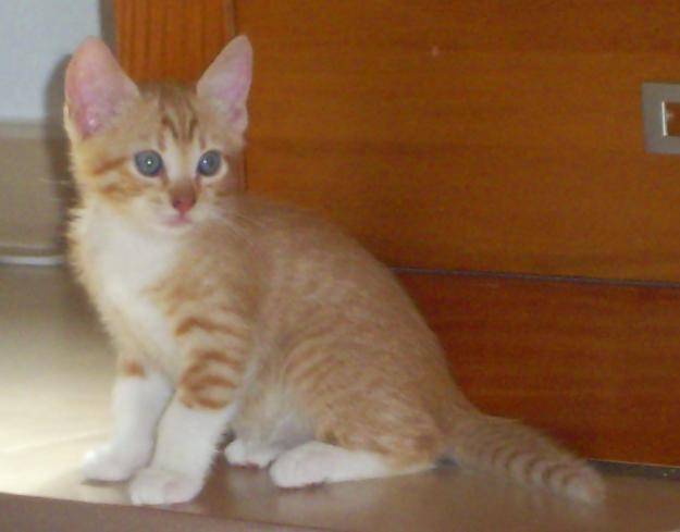 Tigre - Mâle (1 mois)
