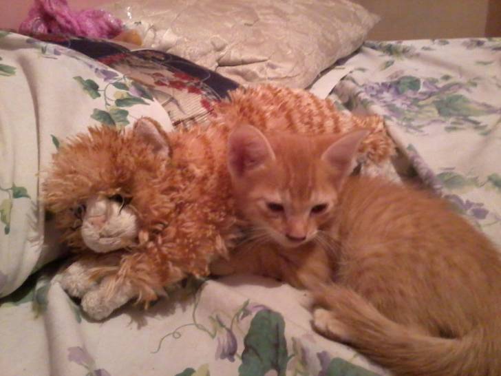 Mia - (1 mois)