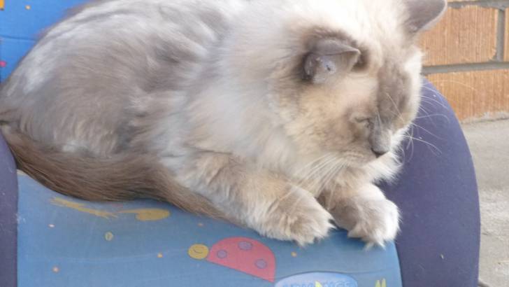 Mali - Mâle (7 ans)