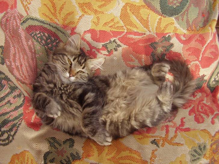 Tai - (3 ans)