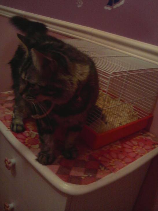 chocola - (5 ans)