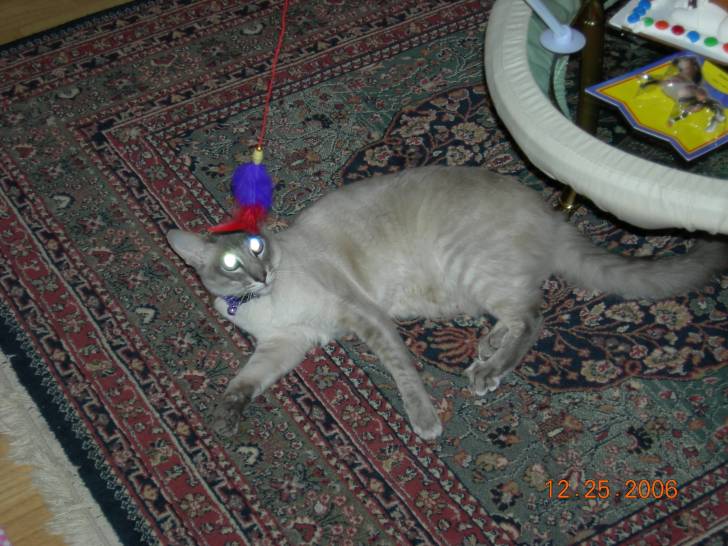 Chopo - Mâle (8 ans)